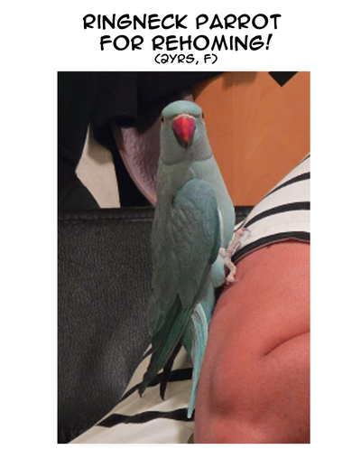 Looking for a new home for a 2 year old beautiful female, she's quiet in the nights and interactive...