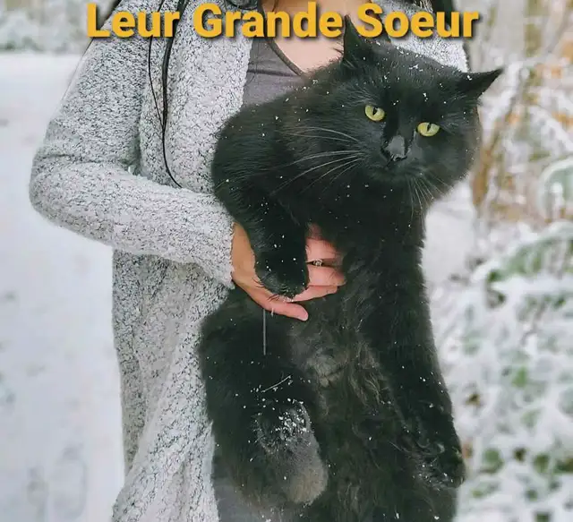 Chaton Poil long (50% Angora Turc, 25% Maine Coon, 25% Sibérien) in Cats & Kittens for Rehoming in Victoriaville - Image 10