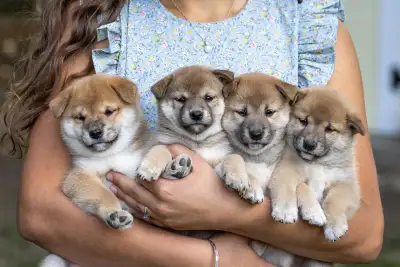 Adorable Shiba Inu puppies!, View more