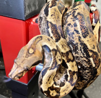 Boa Constrictor female hypo possible triple het 