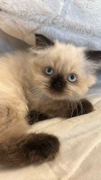 Blue eyes Himalayan kitten