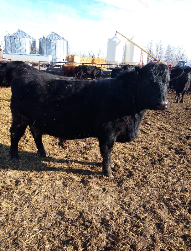 Hamco Angus first calf heifers in Livestock in Portage la Prairie - Image 2