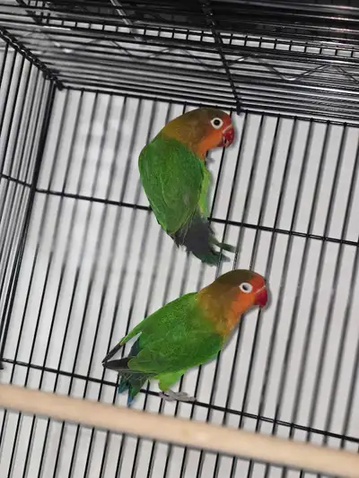 Breeding Pairs of Fischers Lovebird, View more