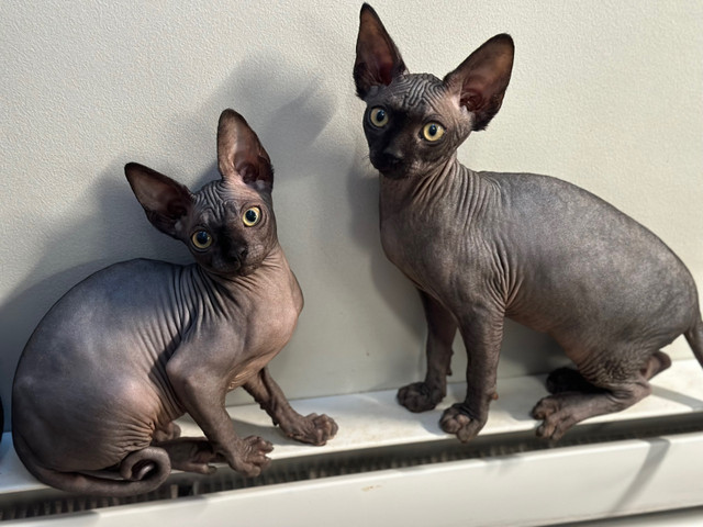 Bébé Sphynx  dans Chats et chatons à adopter  à Laval/Rive Nord - Image 4