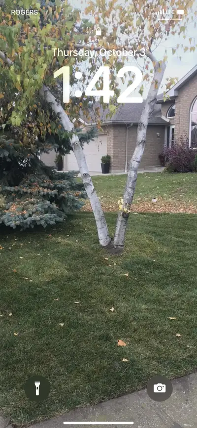 Landscaping and leaf clean up, View more