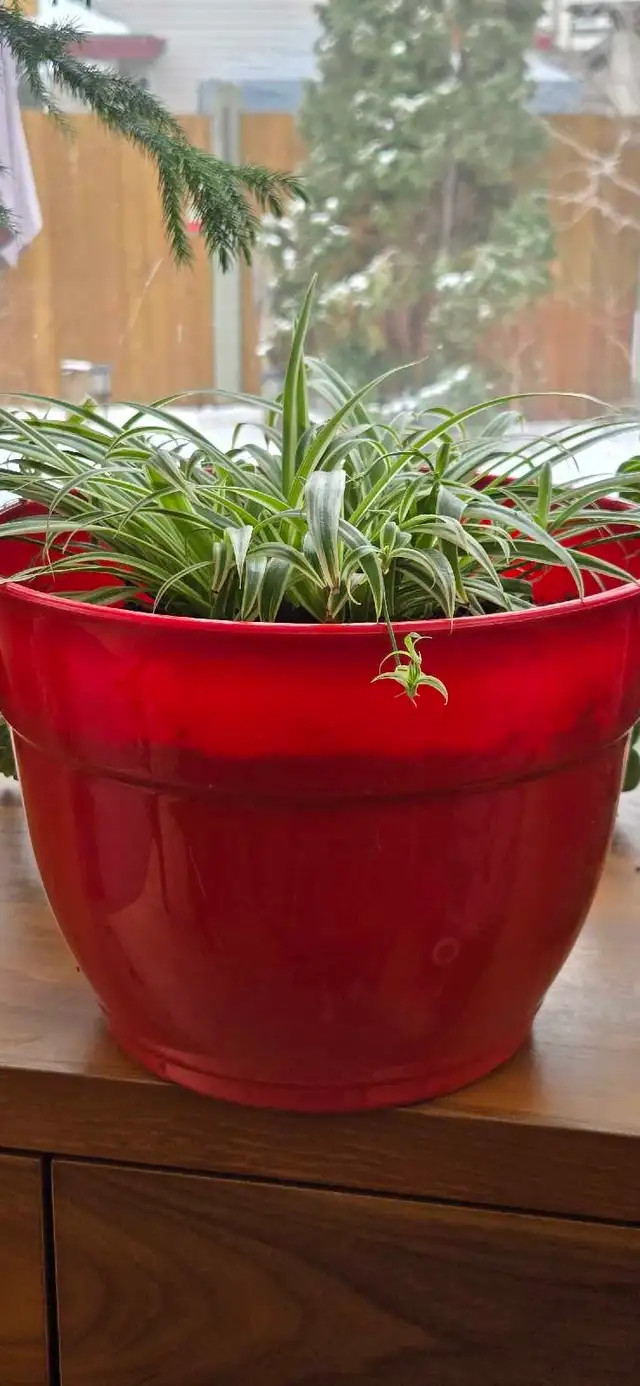 XL HEALTHY SPIDER PLANT IN A BRAND NEW RED PLANTER