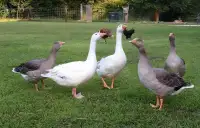 Geese wanted