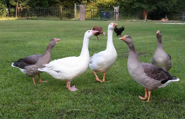 Geese wanted in Livestock in Leamington