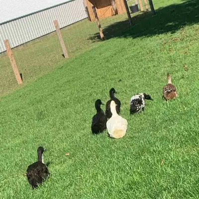 ducks for sale, View more