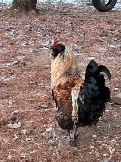 Free roosters… friendly and used to children, cats and dogs. Just have too many of them. Salmon Fave...
