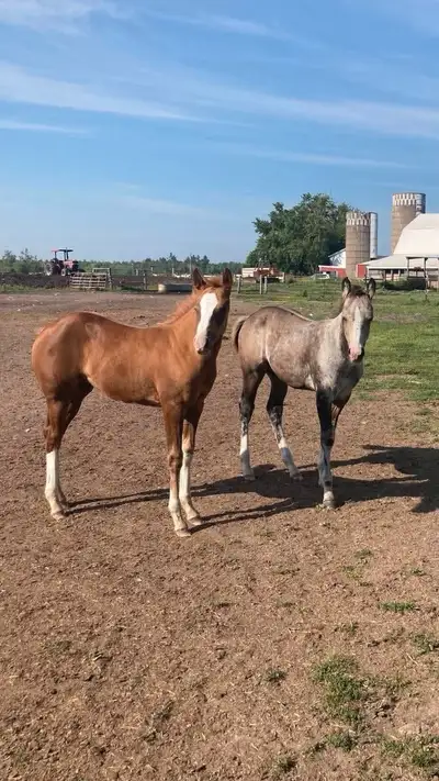 horse rehoming , View more