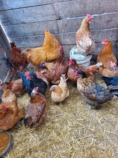 Laying Hens, View more