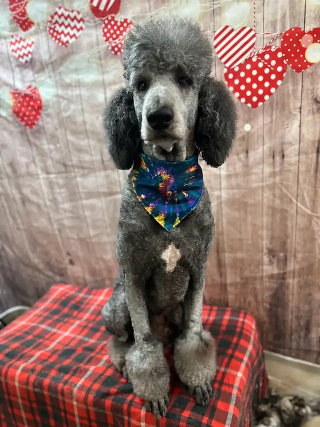 Last LARGE STANDARD POODLE  TRI TONE MALE HYPOALLERGENIC in Dogs & Puppies for Rehoming in Strathcona County - Image 3