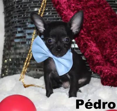 Chihuahua❤️Mâle mini ❤️Protection100%.GarantieTop Qualité★★★, View more