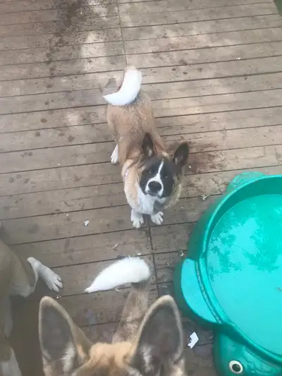 We have beautiful akita puppy’s looking for loving homes they were born February 9th 2025 we are ask...
