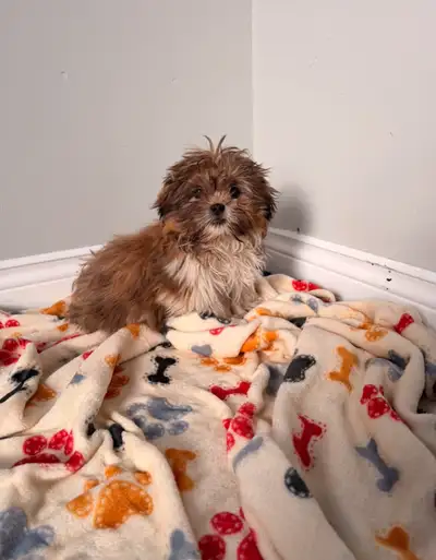 Shih Tzu puppy, View more