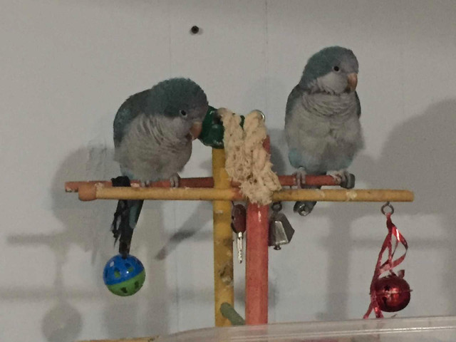 Male and female quaker parrots in Birds for Rehoming in London - Image 2