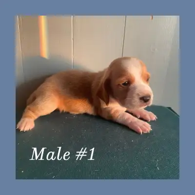 basset hound puppies, View more