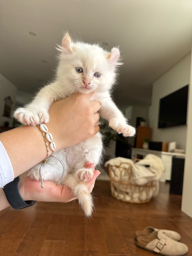 chaton highland lynx dans Chats et chatons à adopter  à Victoriaville