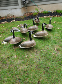 Canada Goose Decoys