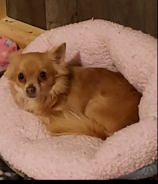 Beautiful Chihuahua Puppies in Dogs & Puppies for Rehoming in Owen Sound - Image 10