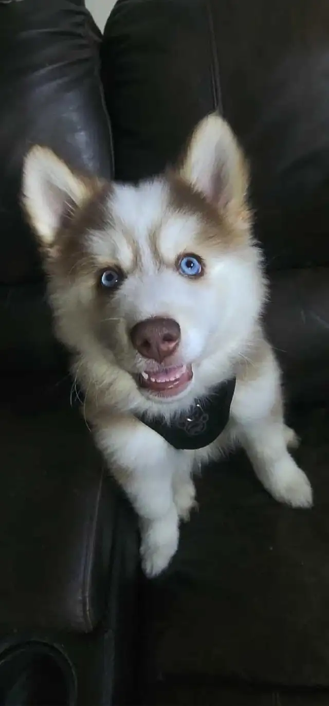 Pomsky Puppies in Dogs & Puppies for Rehoming in Norfolk County - Image 10