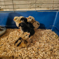 Chicks available