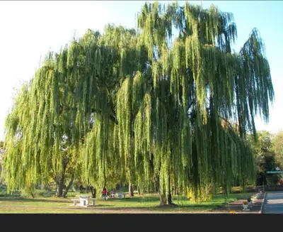 Looking for weeping willow cuttings between Saint John and Sussex