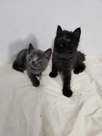 Kittens small, View more