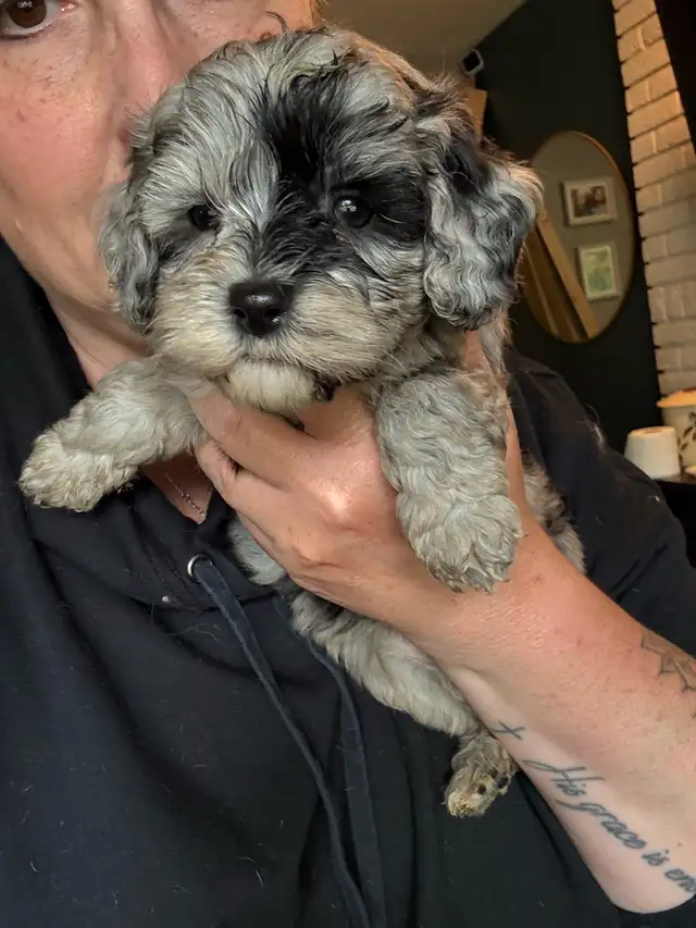 Mini sheepadoodles and mini aussiedoodles. in Dogs & Puppies for Rehoming in Edmonton - Image 10