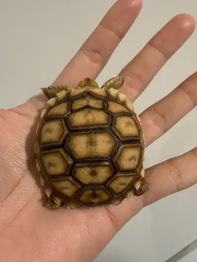 sulcata tortoise, View more