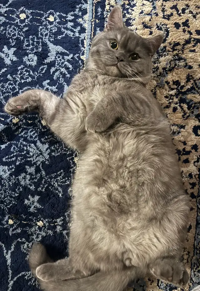 cat for sale Male British Shorthair in Cats & Kittens for Rehoming in Delta/Surrey/Langley - Image 2
