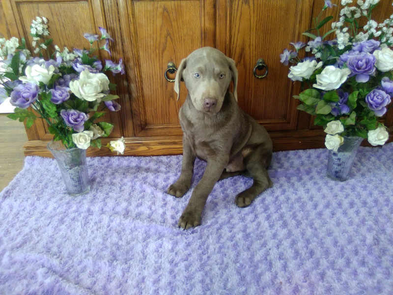 SILVER LABS!!!! Dogs & Puppies for Rehoming Owen Sound Kijiji