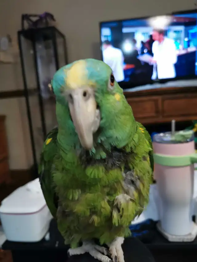 Bird / Parrot Grooming - Toilettage des perroquets / oiseaux in Animal & Pet Services in Ottawa - Image 2