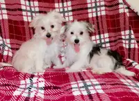 Tiny toy Morkie puppies.