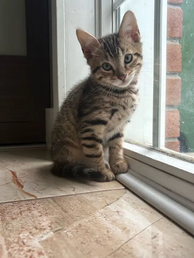 Mixed Bengal kittens in Cats & Kittens for Rehoming in City of Montréal - Image 5