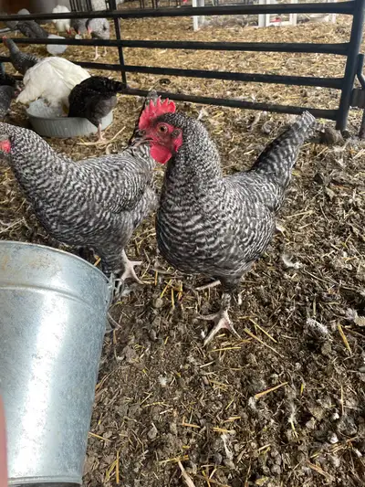 Young roosters ready for their new home and hens to take care of.