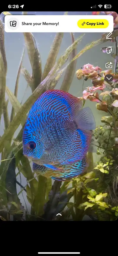 Red Snakeskin Discus, View more