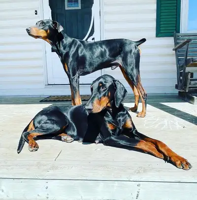 Doberman Puppies, View more