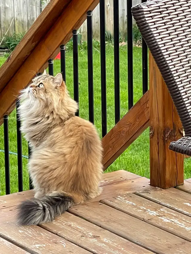 Cat looking for a new home ❤️