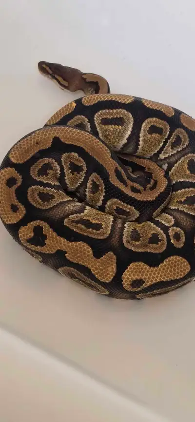 Ball Python , View more
