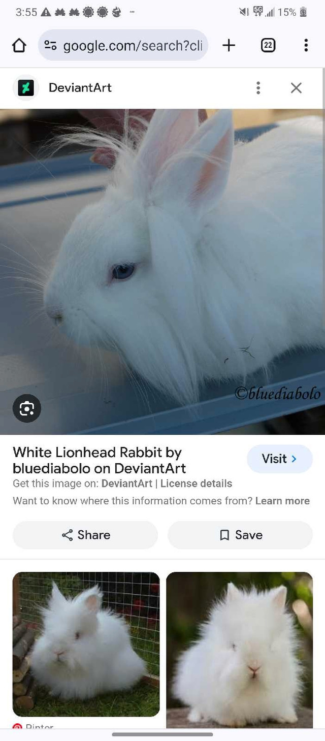 Lions mane breed rabbits  in Small Animals for Rehoming in Kingston