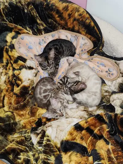 Purebred Bengal kittens, the perfect Christmas gift, View more
