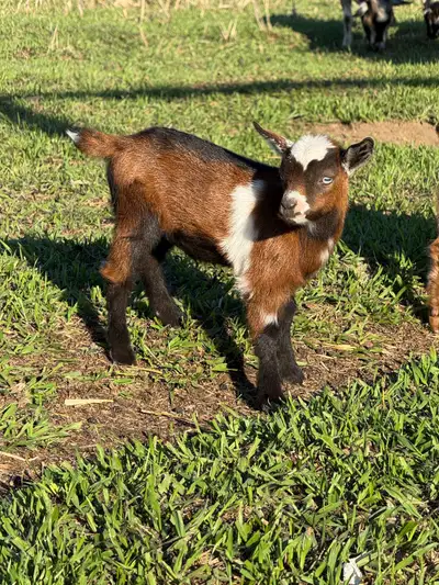 Nigerian Dwarf Goat Doelings only 6 left!, View more