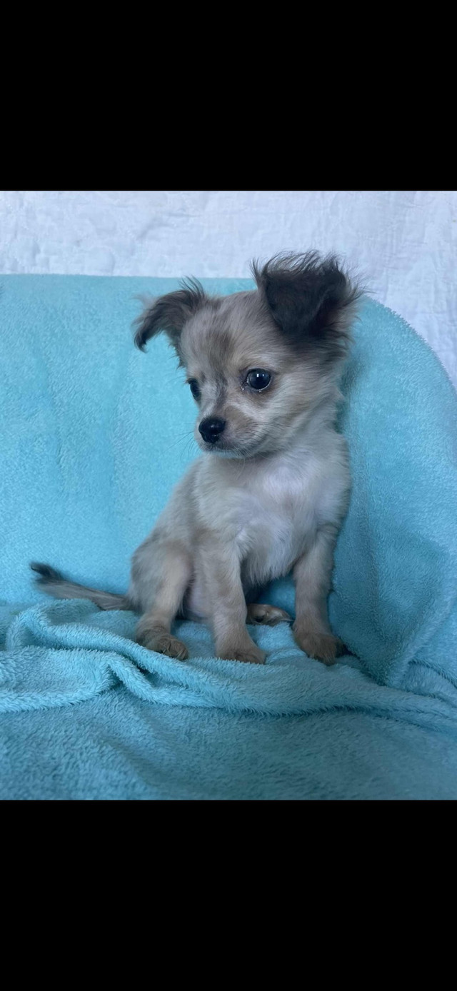 Chihuahua dans Chiens et chiots à adopter  à Ouest de l’Île - Image 3