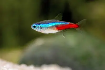 Neon tetra fish, View more