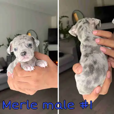 We have 9 beautiful healthy, happy, frenchie puppies!! 8 beautiful boys and 1 precious girl. That ar...
