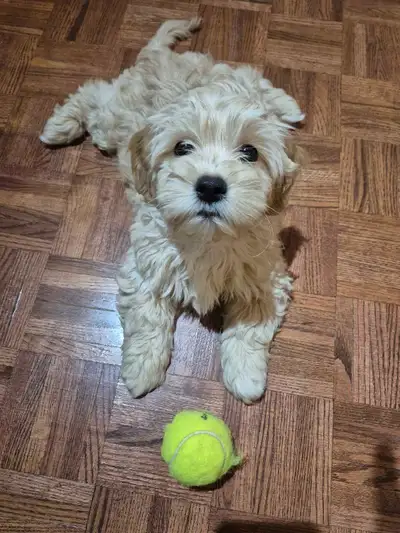 Adorable Shihpoo Puppies , View more