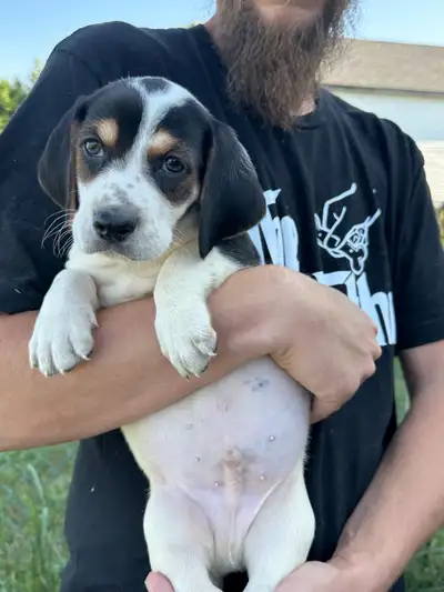 Basset Hound x Coonhound puppies, View more
