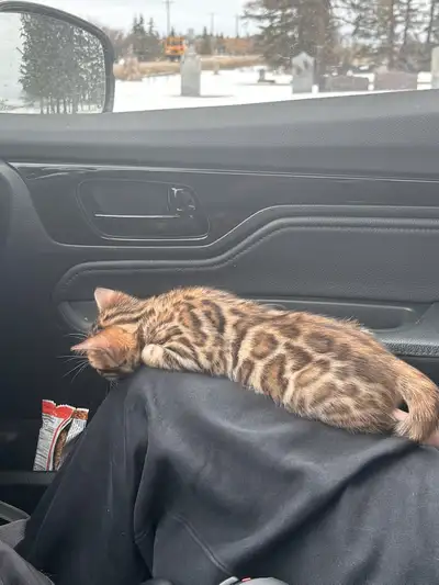High Quality Male Bengal Kitten, View more